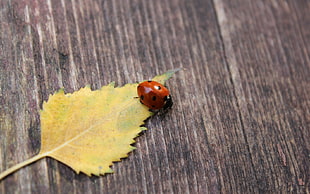 red and black Ladybird